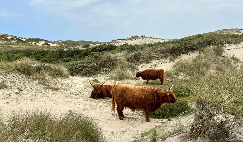 Colleges Natuur- en landschapshistorie van Nederland