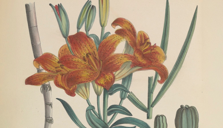 Colleges Flora Batava