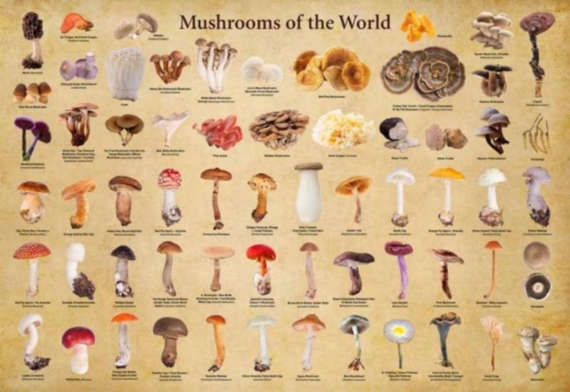 Mushrooms of the World - 1000 Piece Jigsaw Puzzle: For Adults and Families - Finished Puzzle Size 29 X 20 Inch (74 X 51 CM); A3 Sized Poster