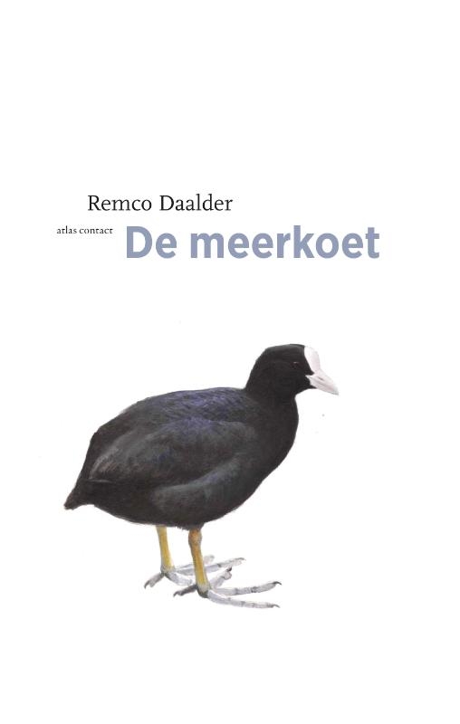 De meerkoet