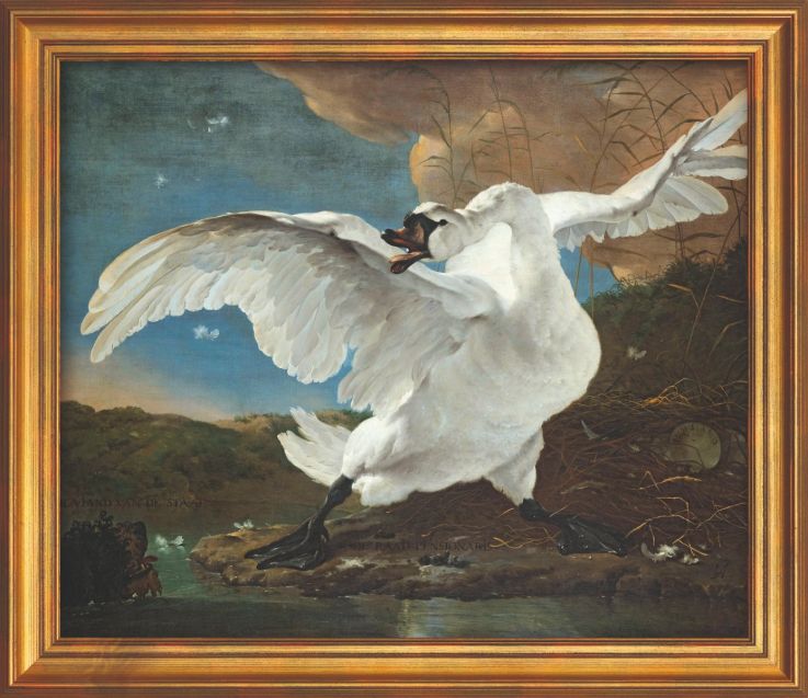 Jan Asselijn schilderij - De bedreigde zwaan (67 x 78 cm)