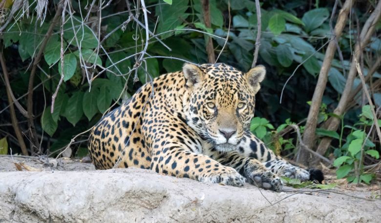 Ontdek de echte Pantanal, het veelzijdige moerasgebied in Brazilië