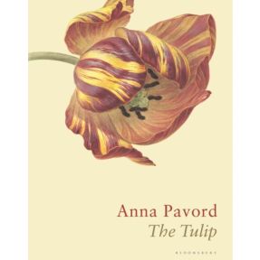 The Tulip