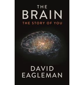 The Brain