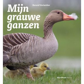 Mijn grauwe ganzen