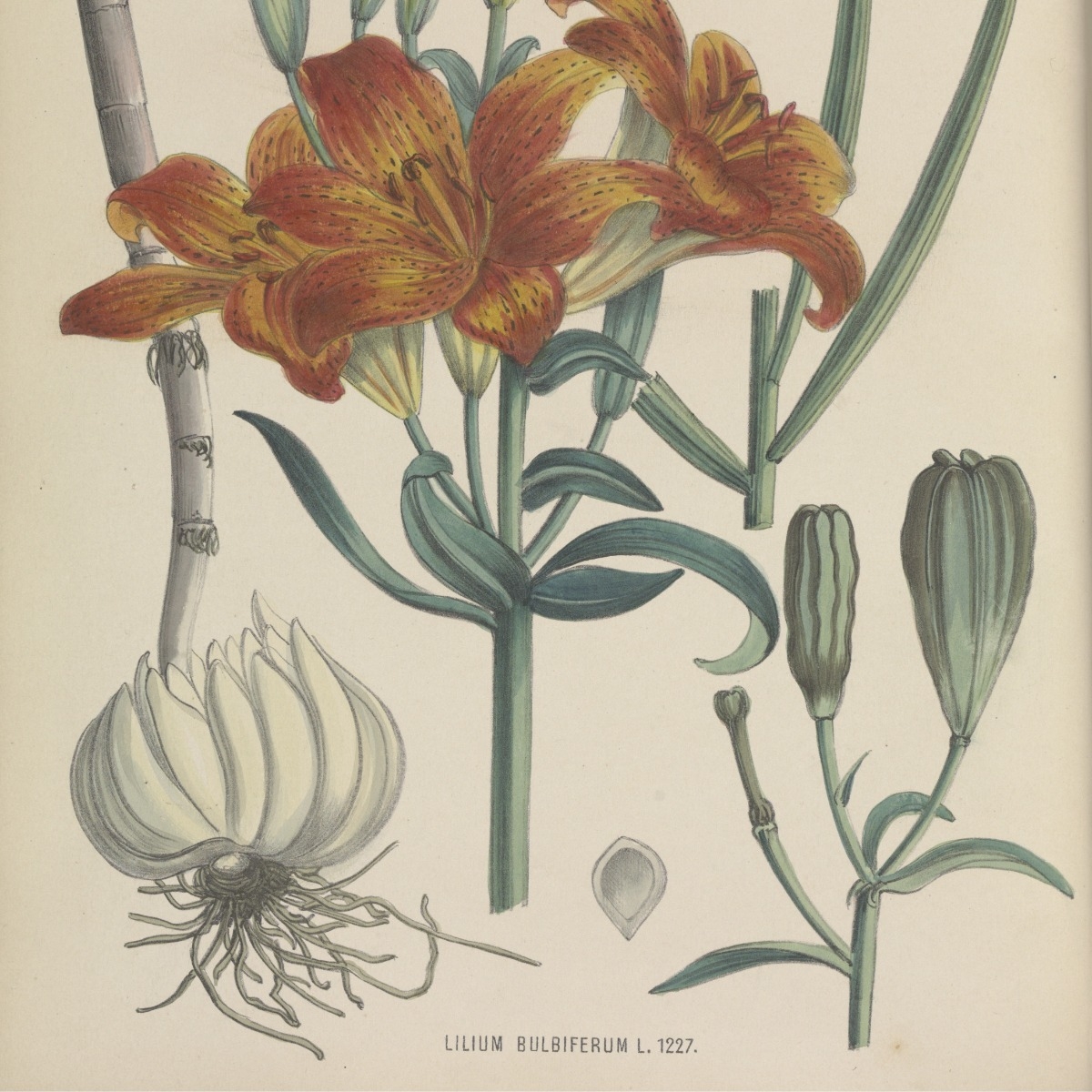 Colleges Flora Batava